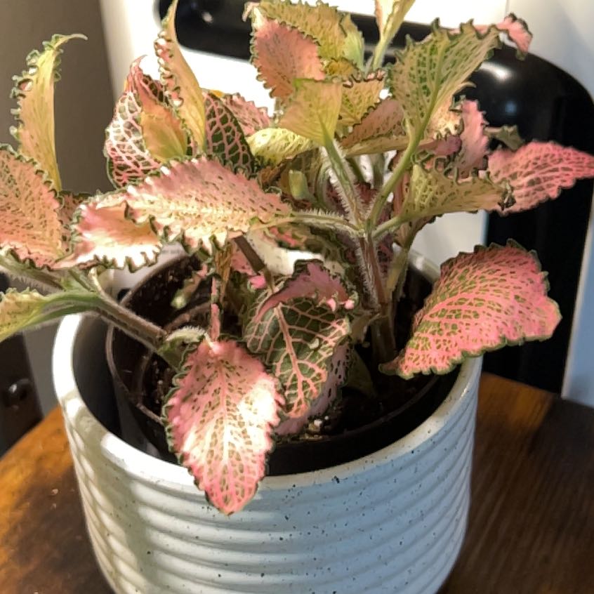 Photo of the plant species Frankie Fittonia by @ProBilberry63 named Willow on Greg, the plant care app