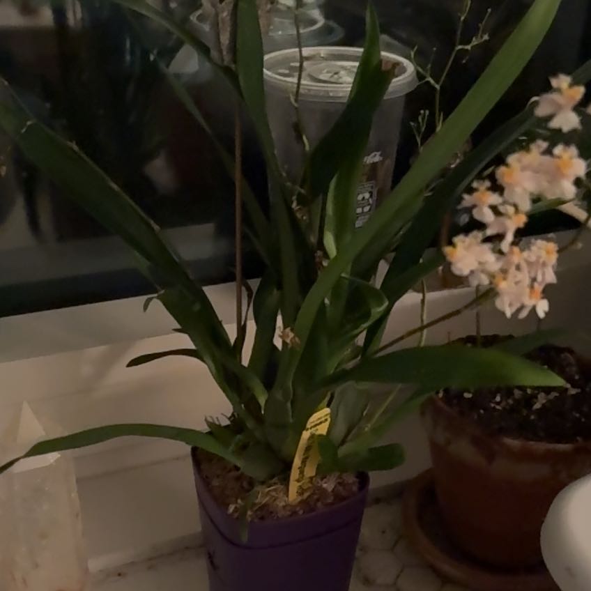 Photo of the plant species Tsiku Marguerite Orchid by @CertainCassava9 named Wall-E on Greg, the plant care app