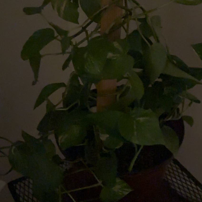 Photo of the plant species American Beech by @MeekLukasikii38 named Wall-E on Greg, the plant care app