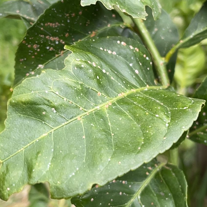 Photo of the plant species Eureka Lemon by @MovingRedcap78 named Lemon on Greg, the plant care app