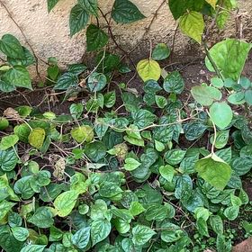 Photo of the plant species Canarian Ivy by @ActiveOrpine40 named Spike Leaves on Greg, the plant care app