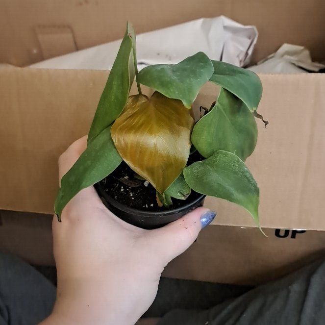 Photo of the plant species Philodendron Lynamii by @AstoundingTipa named Lynamii on Greg, the plant care app