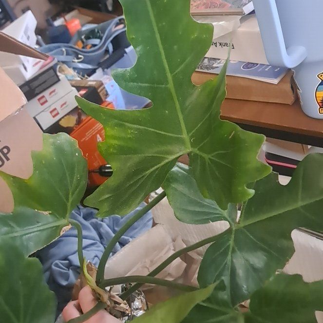 Photo of the plant species Philodendron Golden Dragon by @AstoundingTipa named Golden Dragon on Greg, the plant care app
