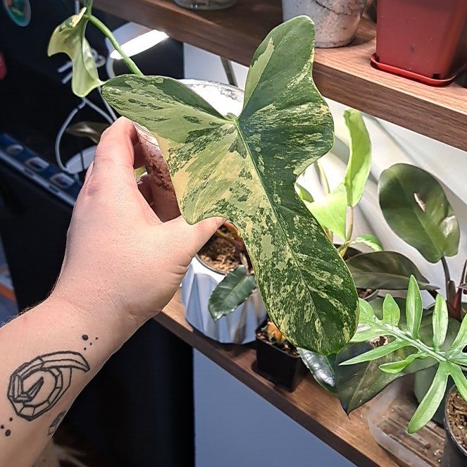 Photo of the plant species Variegated Horsehead Philodendron by @AstoundingTipa named Mochi on Greg, the plant care app