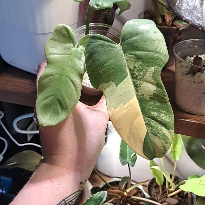 Photo of the plant species Variegated Horsehead Philodendron by @AstoundingTipa named Eva on Greg, the plant care app