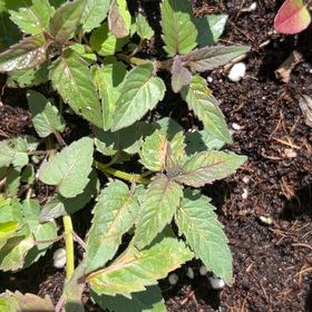 Photo of the plant species Annual Mercury by @NoblePansy83 named Sahara on Greg, the plant care app