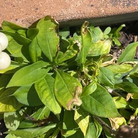 Photo of the plant species Garden Phlox by @NoblePansy83 named Sage on Greg, the plant care app