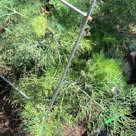 Photo of the plant species Common Fennel by @NoblePansy83 named Girlfrond on Greg, the plant care app