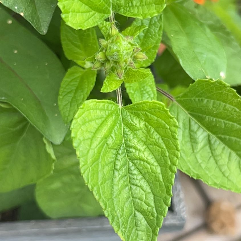 Photo of the plant species Blood Sage by @NoblePansy83 named Einstein on Greg, the plant care app