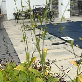 Photo of the plant species Common Nipplewort by @TruthfulAgboy93 named Kardashian on Greg, the plant care app