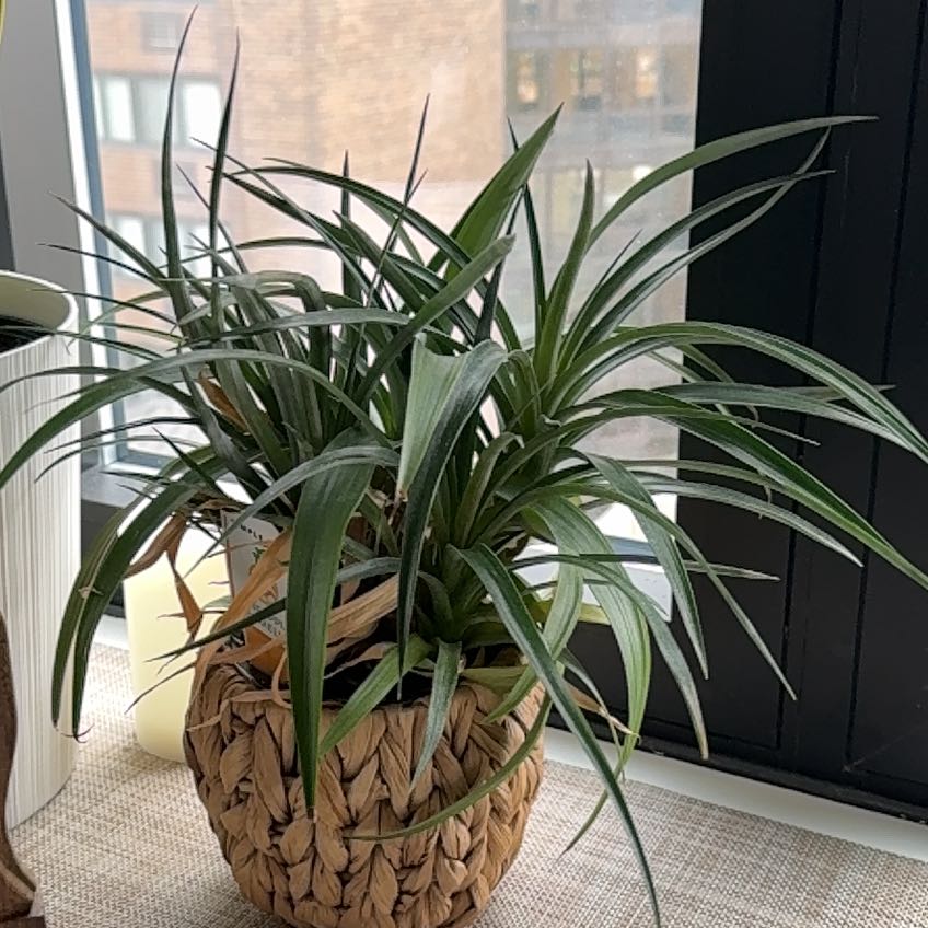 Photo of the plant species Pineapple by @NiceOrpine60 named Figyonce on Greg, the plant care app