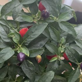 Photo of the plant species Ornamental Pepper 'Acapulco XP Mix' by @AmiableMakura63 named Austen on Greg, the plant care app