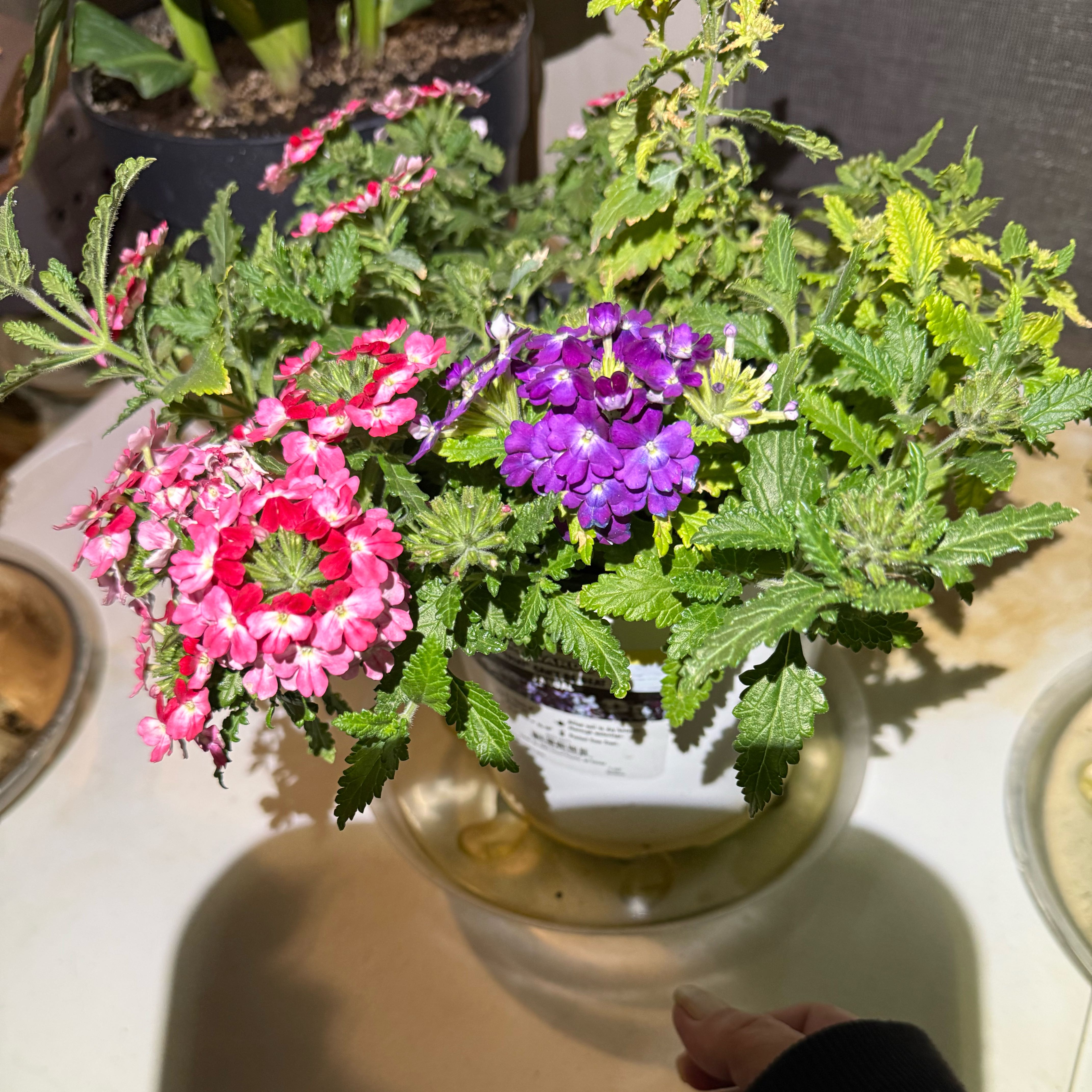 Photo of the plant species Superbena Verbena by @SpunkyColeus63 named Gates on Greg, the plant care app