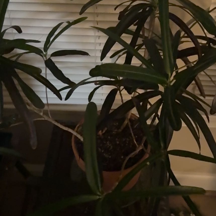 Photo of the plant species California Croton by @GentleGreen35 named Kylie on Greg, the plant care app