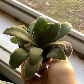 Photo of the plant species Kalanchoe 'Behartii' by @YokeBookaloe97 named Duke on Greg, the plant care app