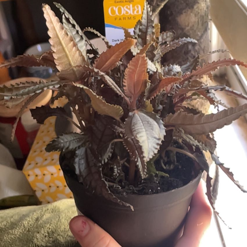 Photo of the plant species Dark Mystery Pilea by @YokeBookaloe97 named Muhammad Ali on Greg, the plant care app