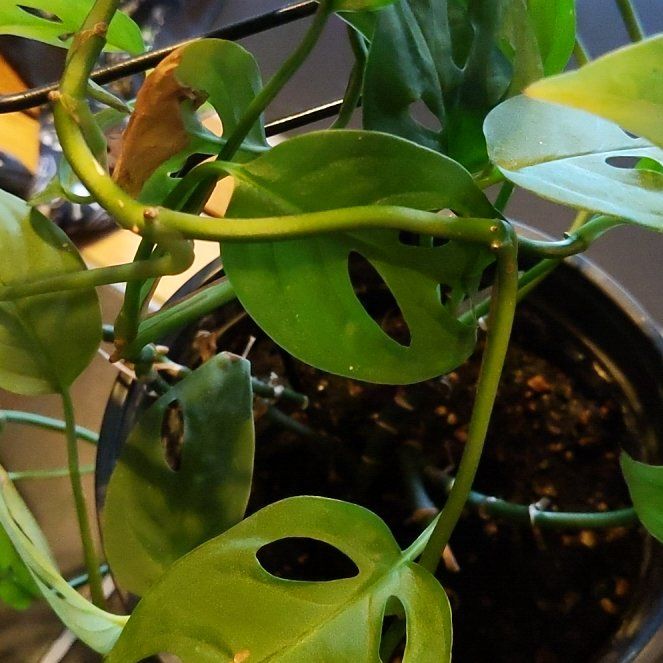 Photo of the plant species Mint Swiss Cheese Monstera by @HumanePukatea28 named Madonna on Greg, the plant care app