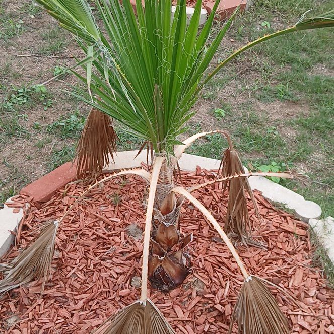 Photo of the plant species Mexican Fan Palm by @SirCanna54 named Gates on Greg, the plant care app