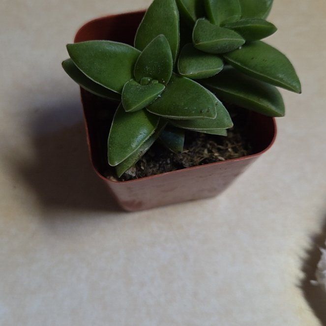 Photo of the plant species Crassula 'Springtime' by @UnabashedJade80 named Beyonce on Greg, the plant care app