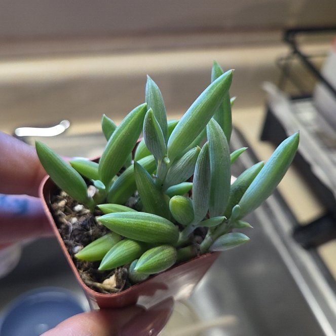 Photo of the plant species Blue Pickle Vine by @UnabashedJade80 named ChloroPhil on Greg, the plant care app