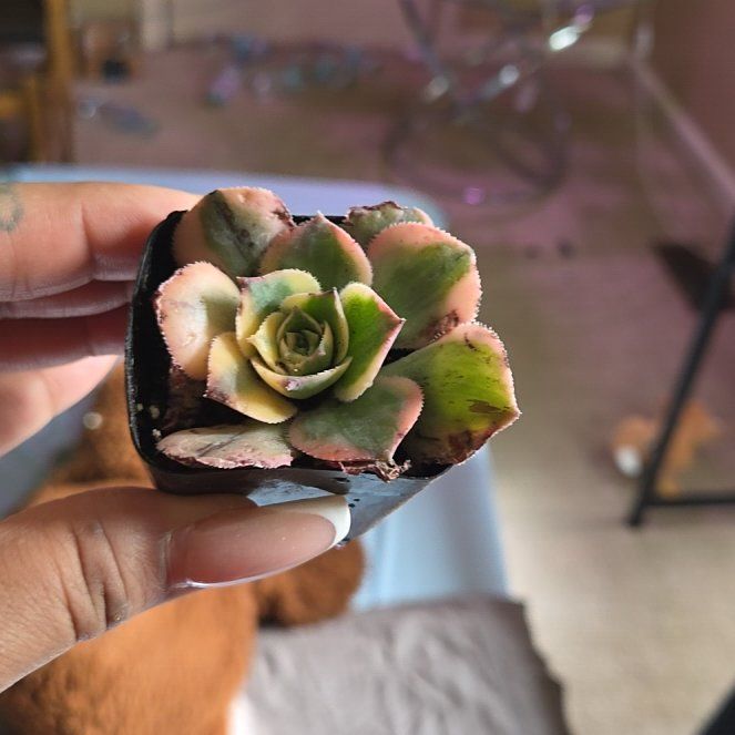 Photo of the plant species Aeonium Sunburst by @UnabashedJade80 named Plato on Greg, the plant care app