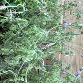 Photo of the plant species Fernleaf Lavender by @GemRedmint20 named Homer on Greg, the plant care app