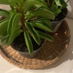 Photo of the plant species Peperomia axillaris by @LordFlatpea91 named Fake Plastic Tree 2 on Greg, the plant care app