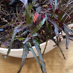 Photo of the plant species Hemigraphis 'Razor Leaf' by @HardyLungwort13 named Taylor Swift on Greg, the plant care app