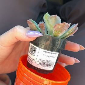 Photo of the plant species Graptoveria 'Francesca' by @SugarRhubarb68 named Fernie Mercury on Greg, the plant care app