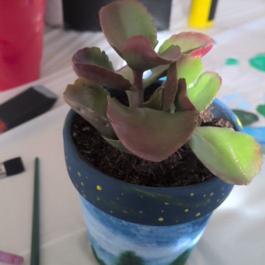 Photo of the plant species Kalanchoe 'Petra's Sunfire' by @CaringBalsam97 named Austen on Greg, the plant care app