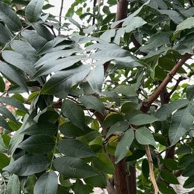 Photo of the plant species Red Push Pistache by @SoupedupOxlip29 named Sir Plancelot on Greg, the plant care app