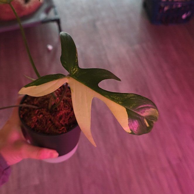 Photo of the plant species Flordia Ghost by @DotingPoisonivy named Bruce Lee on Greg, the plant care app