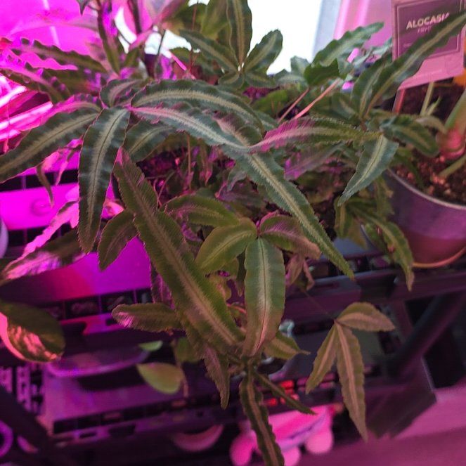 Photo of the plant species Silver Ribbon Fern by @DotingPoisonivy named Willow on Greg, the plant care app