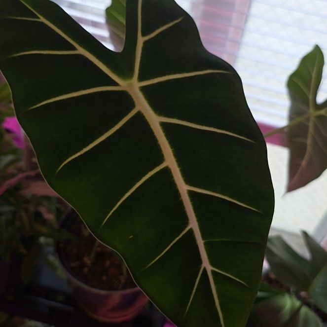 Photo of the plant species Alocasia by @DotingPoisonivy named Sigmund on Greg, the plant care app