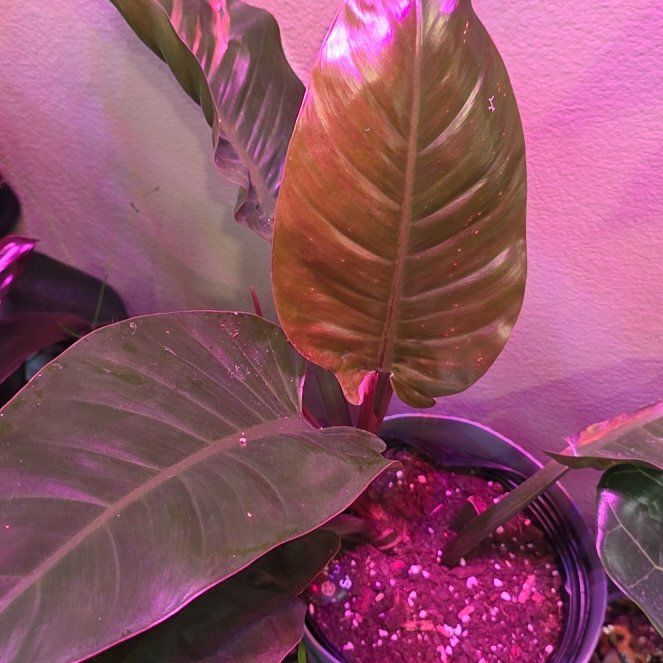 Photo of the plant species Philodendron 'Rojo' by @DotingPoisonivy named Girlfrond on Greg, the plant care app