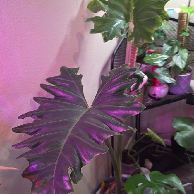 Photo of the plant species Elephant Ear by @DotingPoisonivy named Bieber on Greg, the plant care app