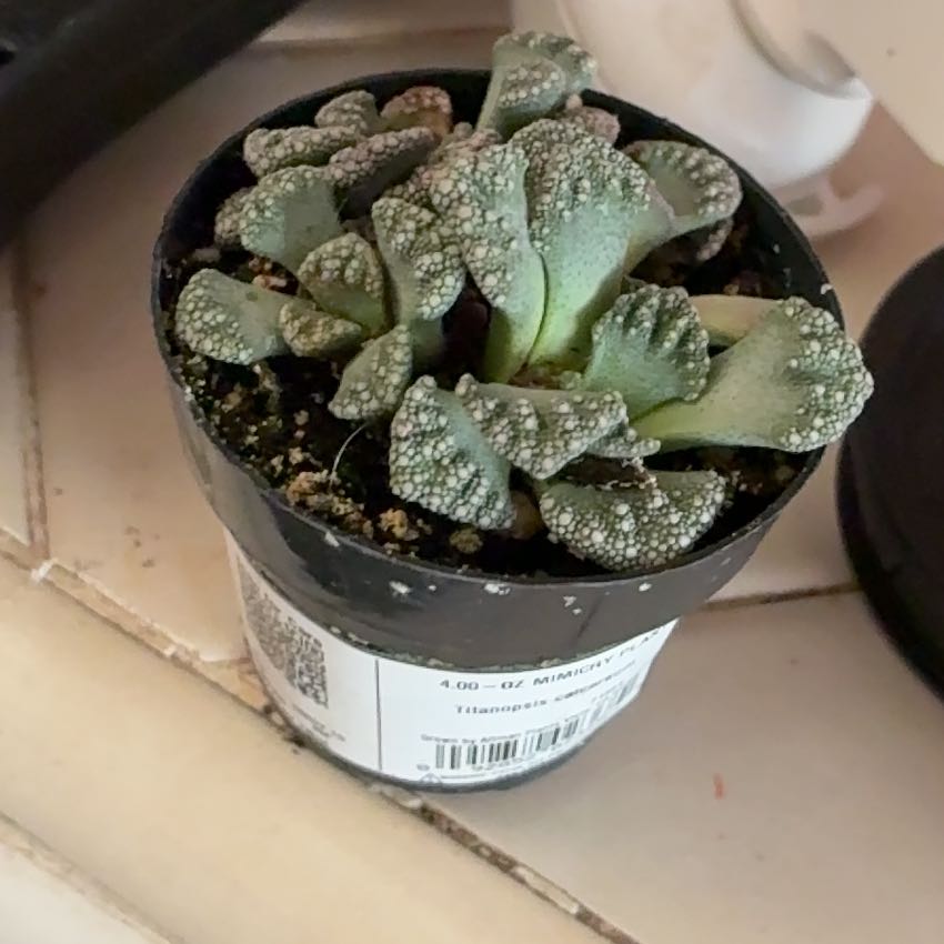 Photo of the plant species Titanopsis calcareum by @SirLettuce80 named Winston on Greg, the plant care app