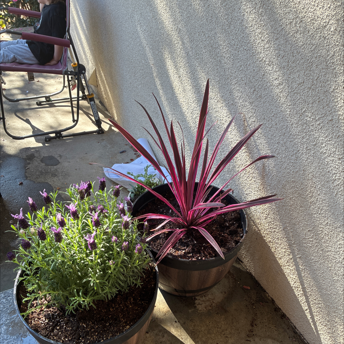 Photo of the plant species Cordyline fruticosa 'Pink Diamond' by @SirLettuce80 named Dolores on Greg, the plant care app