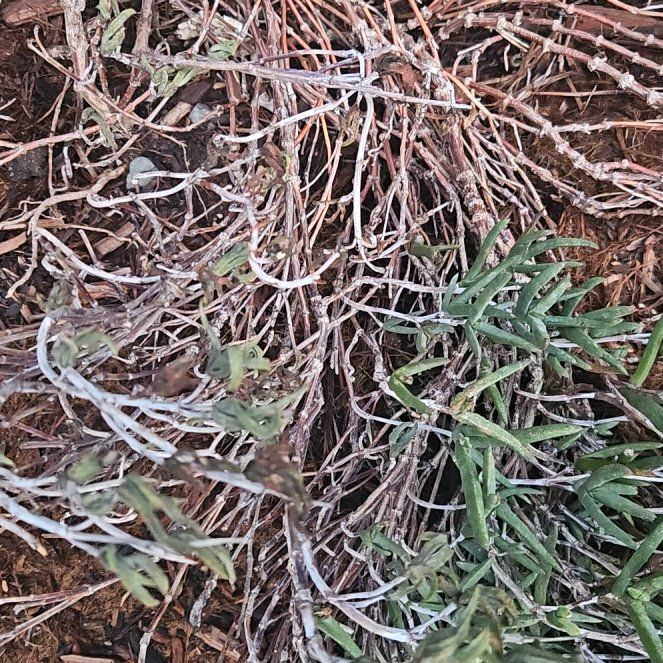 Photo of the plant species Fingertips by @PeachyLacealoe named Achilles on Greg, the plant care app