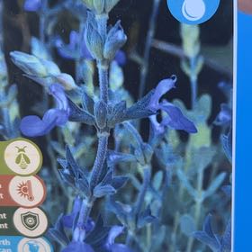 Photo of the plant species Marine Blue Germander Sage by @AliveTearose44 named Robert Plant on Greg, the plant care app