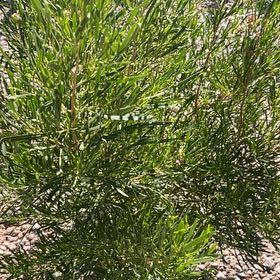 Photo of the plant species Florida Hopbush by @AliveTearose44 named Mando on Greg, the plant care app