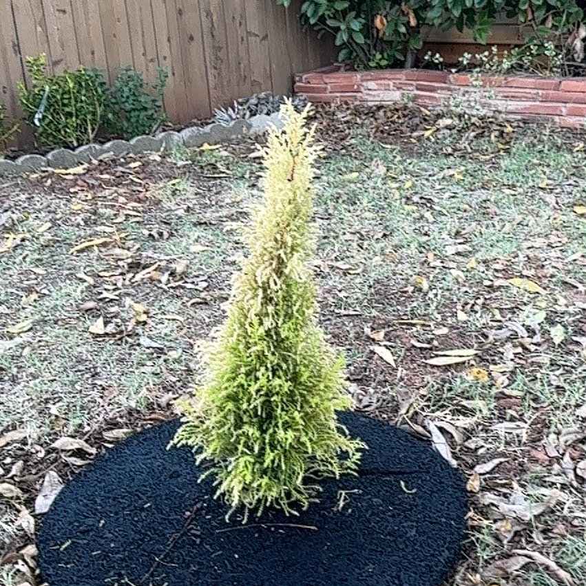 Photo of the plant species Lemon Cypress by @RichlySierrapea named Taylor Swift on Greg, the plant care app