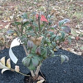 Photo of the plant species Dwarf Burning Bush by @RichlySierrapea named Winston on Greg, the plant care app