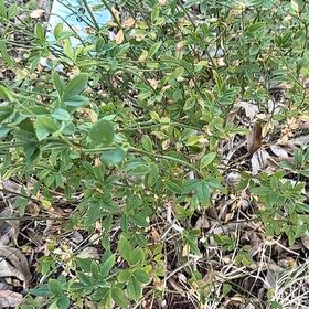 Photo of the plant species Primrose Jasmine by @RichlySierrapea named Beckham on Greg, the plant care app