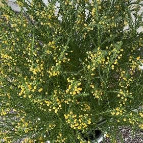 Photo of the plant species Broom by @AliveNeem90 named Queen on Greg, the plant care app