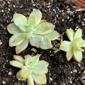 Photo of the plant species Graptopetalum paraguayense 'Jester' by @SilveryMandarin named Captain Plant-it on Greg, the plant care app