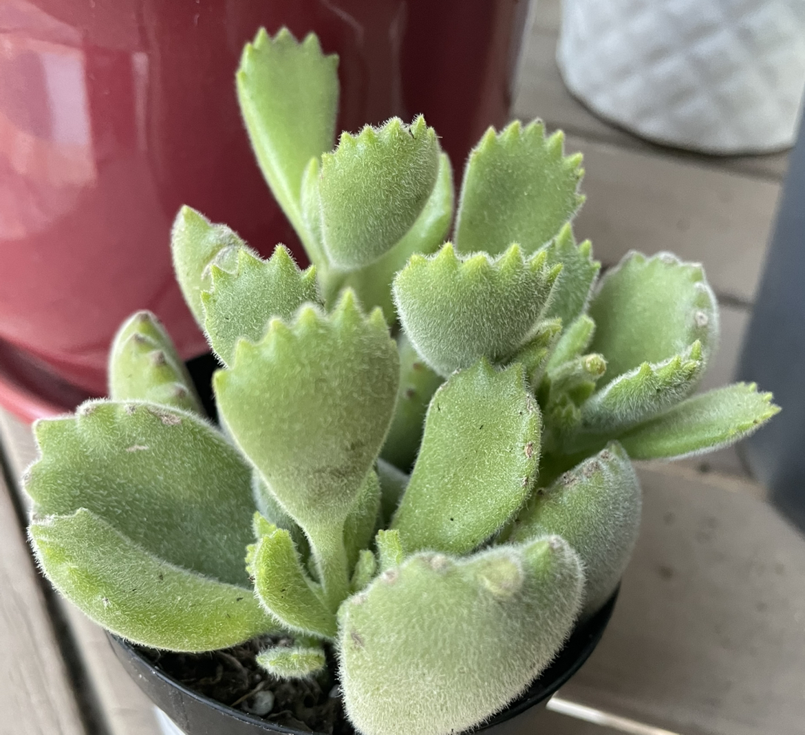 Photo of the plant species Cotyledon tomentosa subsp. ladismithiensis by @YoungOregano15 named Bearpaw on Greg, the plant care app