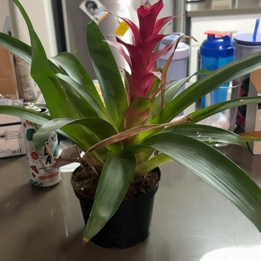 Photo of the plant species Assorted Bromeliad by @Deannabanana named Tolkien on Greg, the plant care app