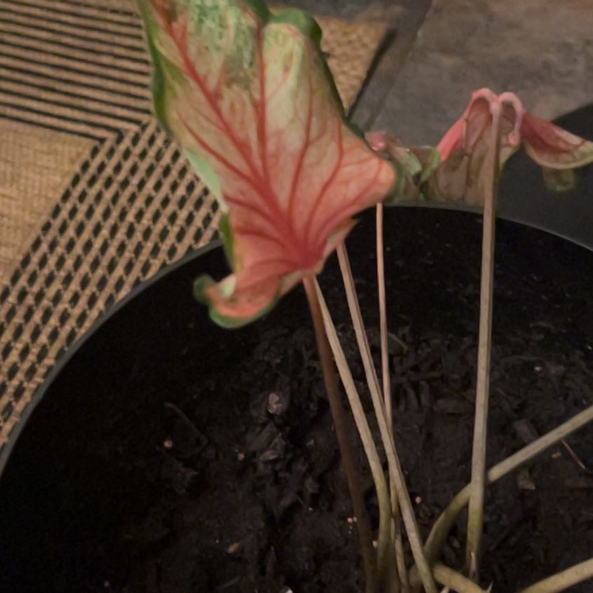 Photo of the plant species Caladium 'Pink Symphony' by @ProTitoki53 named Tolkien on Greg, the plant care app