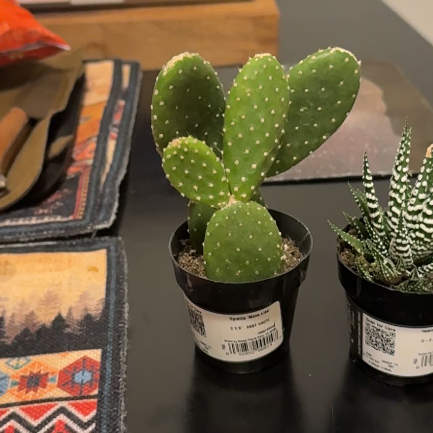 Photo of the plant species Mona Lisa by @Green-ish_thumb named We’ll figure it out on Greg, the plant care app
